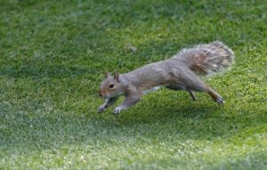 Scurry, Scurry