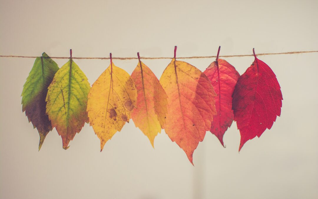 Q3 Market Update and Commentary: There is a Season (turn, turn, turn)